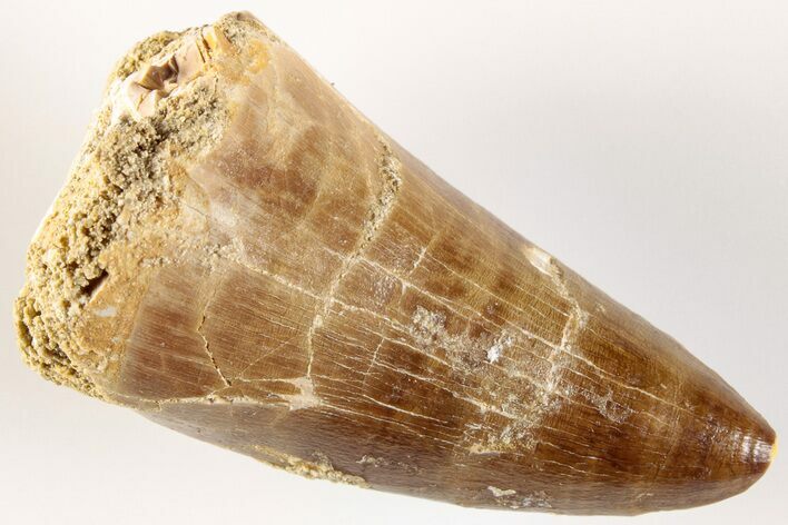 1.85" Fossil Mosasaur (Prognathodon) Tooth - Morocco